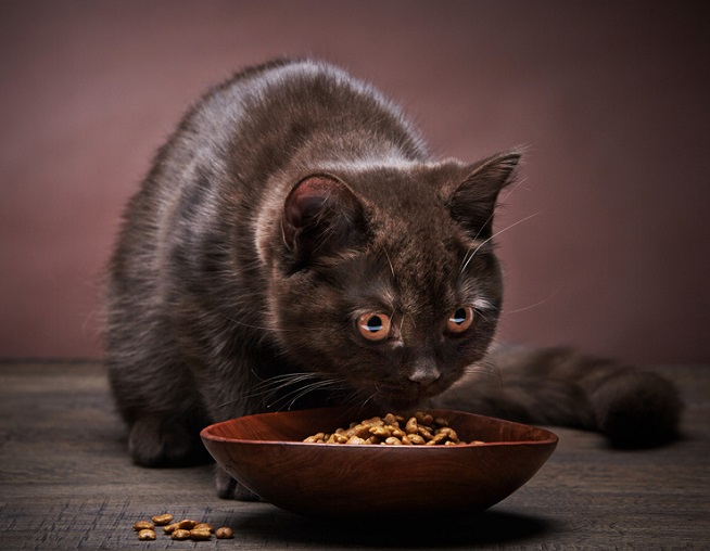 BARF Futtermittelkunde für Katzen
